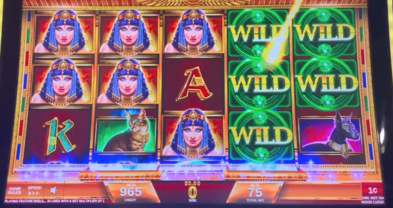 Wild trong game là gì?